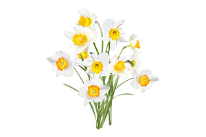 Vector Object Brushes. Daffodils