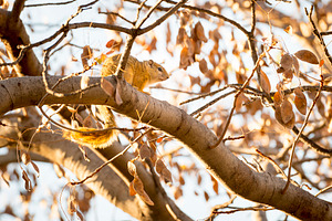 Tree Squirrel, an Animal Photo by THP Creative