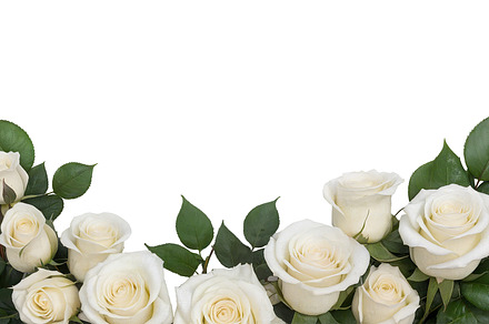rose flowers transparent background