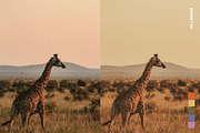 25 Safari Lightroom Presets LUTs, a Preset Add-On by SparkleStock (Thumbnail 6 of 15)