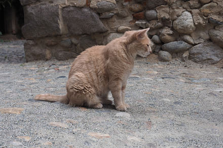 orange tabby cat, a Photo by WorldPhotos