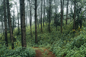 Trees in the fog,wilderness landscape forest with pine trees