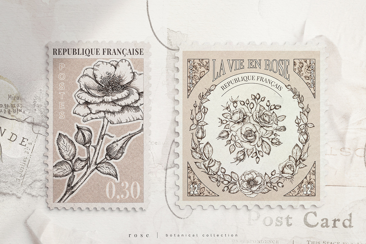 rose | botanical illustrations, an Illustration by Sophia J Caldwell (Photo 14 of 23)