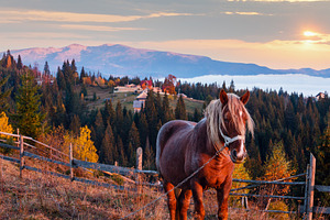 Horse and early morning autumn Carpathian mountain village, Ukra, a Nature Photo by YuriyB