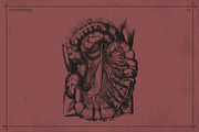 100+ Vintage Anatomy Vectors, a Healthcare Illustration by Shizzle Stock (Thumbnail 12 of 20)