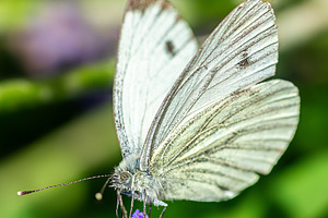 Great White angel butterfly, Pieris, an Animal Photo by AlexBush