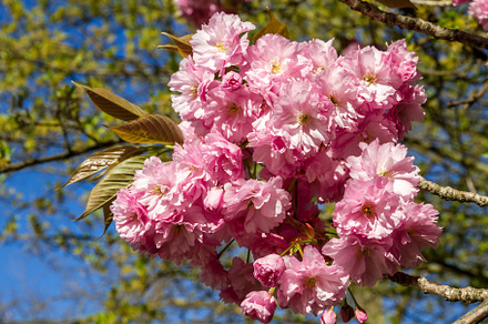Japanese cherry blossom in spring. Macro view, a Nature Photo by GoodGoods