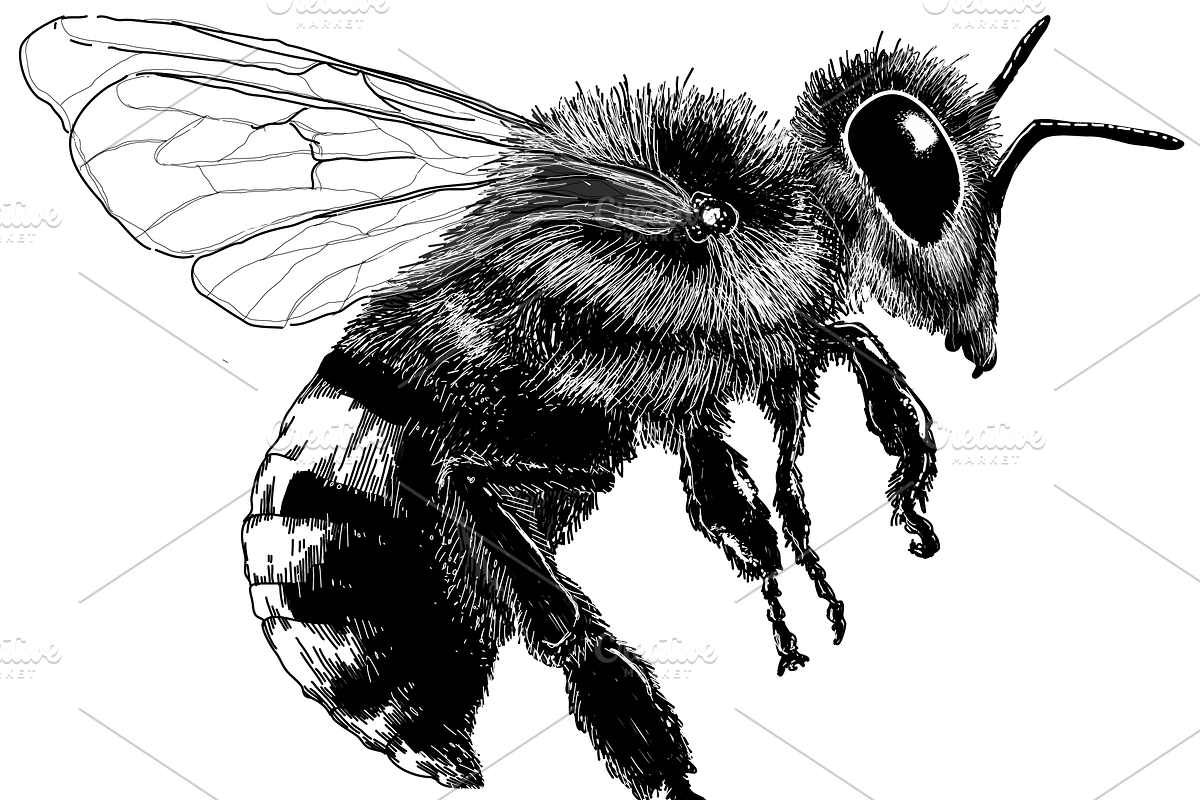 Hand-Drawn Vector Bee Illustration, an Illustration by Cosmic_Latte_studio