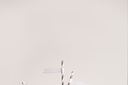 11 Cute Straw Flag Mockups, a Product Mockup by Snark Heart (Thumbnail 11 of 12)