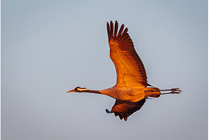 Crane bird - Grus grus, adult bird, an Animal Photo by Lukas Jonaitis SHOP