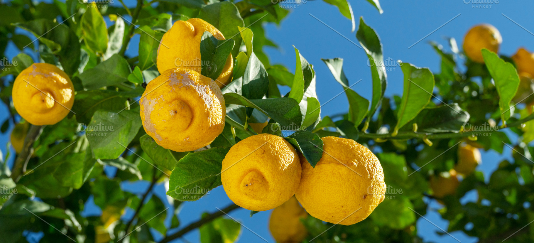 Ripe lemon fruits on lemon tree, a Food & Drink Photo by Volff