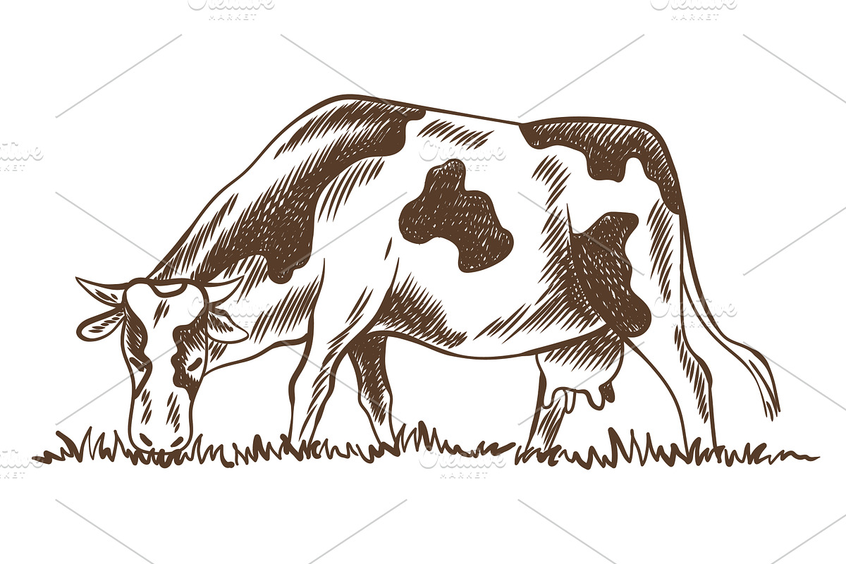 Cows chewing grass farm on grazing, an Animal Illustration by the8monkey