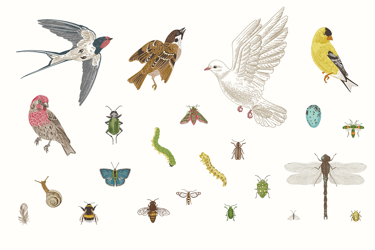 Garden Birds, an Illustration by olga.korneeva (Photo 5 of 5)