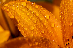 lily flowers covered with water droplets in spring, wet lily flowers in sunny w, a Photo by rsoollAI