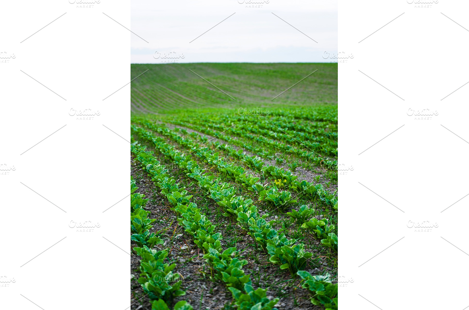 Scenic view of hilly farmland with, a Nature Photo by volodymyrshtun13795
