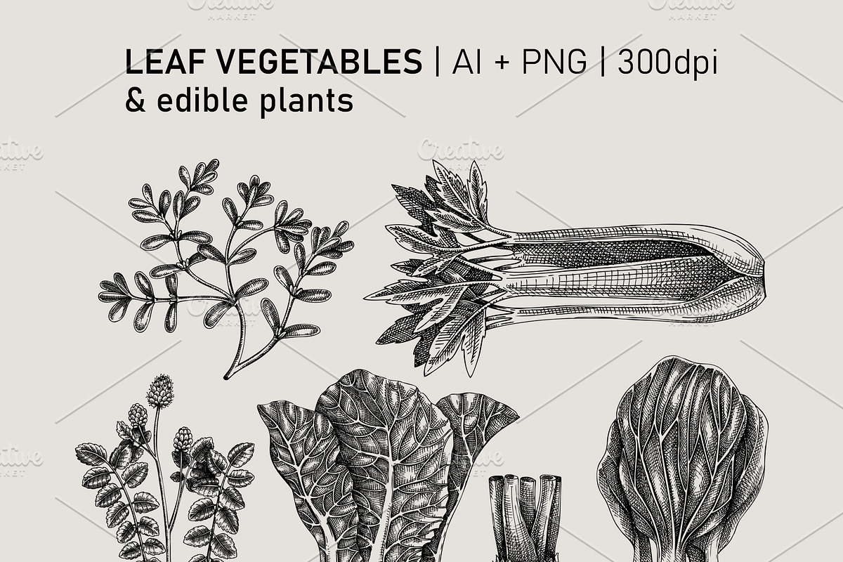 Vegetables & Herbs Vector Sketches., an Object Graphic by Yevheniia (Photo 6 of 11)