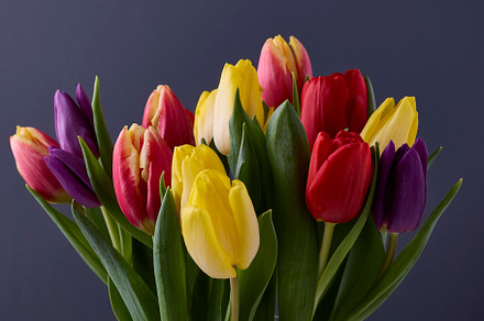 Multicoloured Fresh Cut Tulips