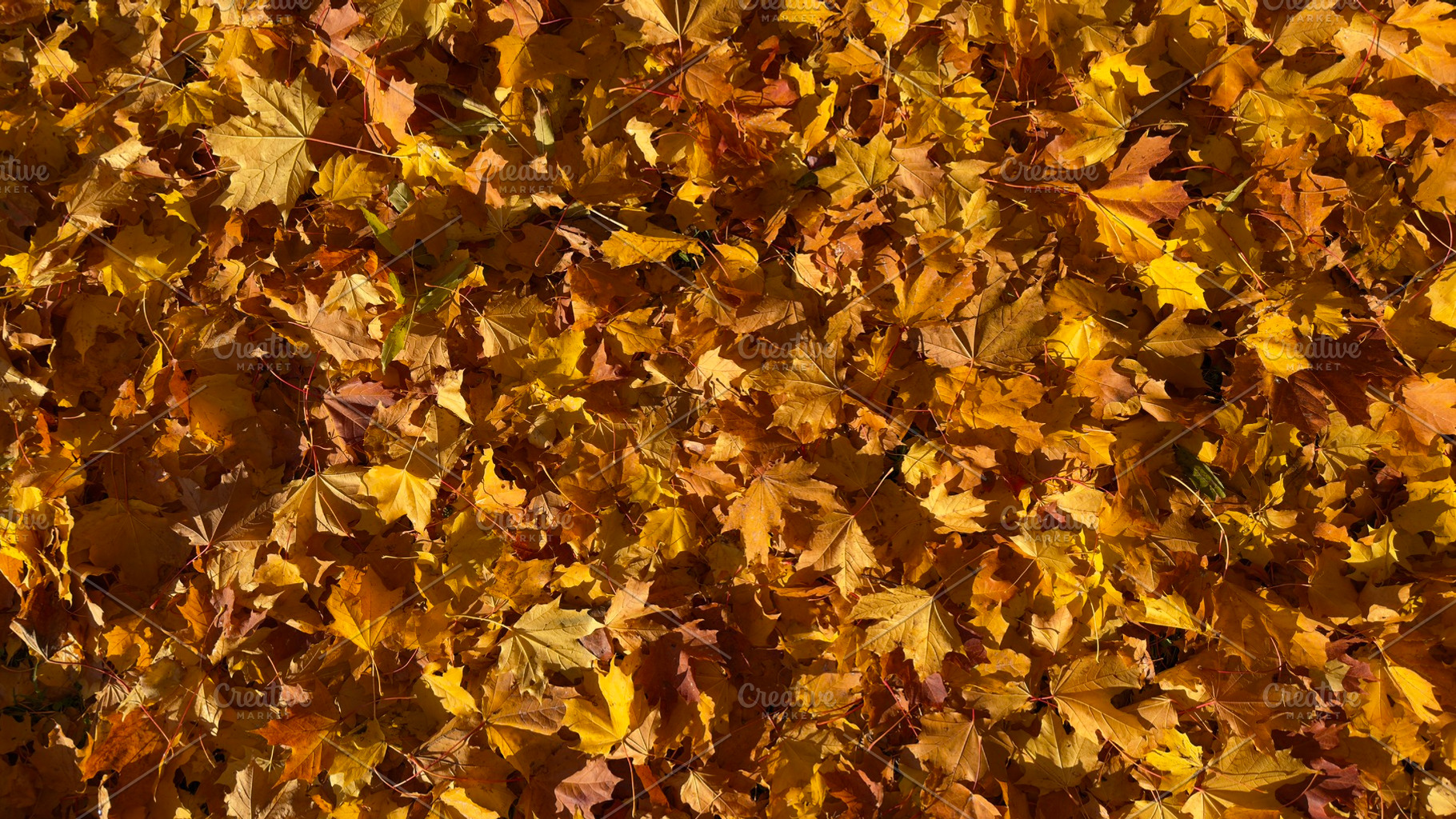 A ground covered with vibrant autumn leaves in shades of yellow and orange, a Nature Photo by Textures & Backgrounds