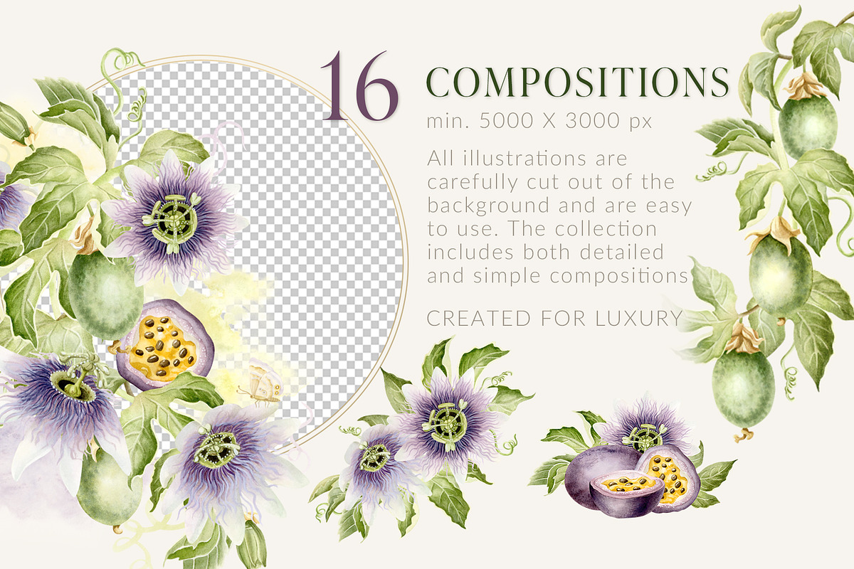 Passion Fruit Watercolor Clip Art, a Food Illustration by Elena Malgina Clipart (Photo 3 of 16)