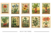 Vintage Garden Packets, a Seasonal Illustration by karenfoleyphoto (Thumbnail 2 of 15)