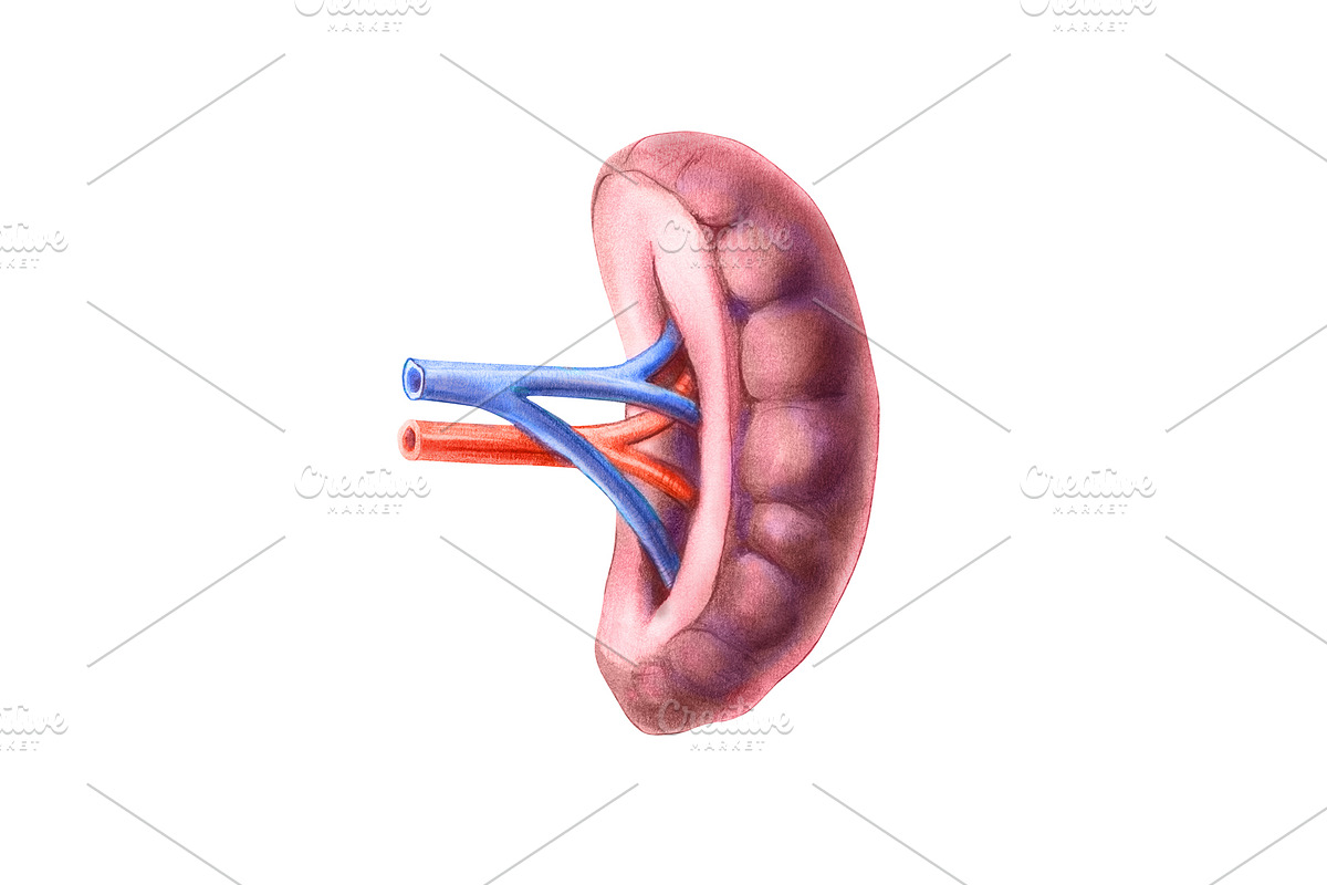 Human Organs Illustration Set, a Healthcare Illustration by Anna Repp Illustration (Photo 13 of 14)