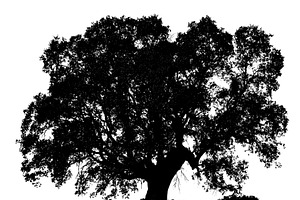 Isolated oak tree in field