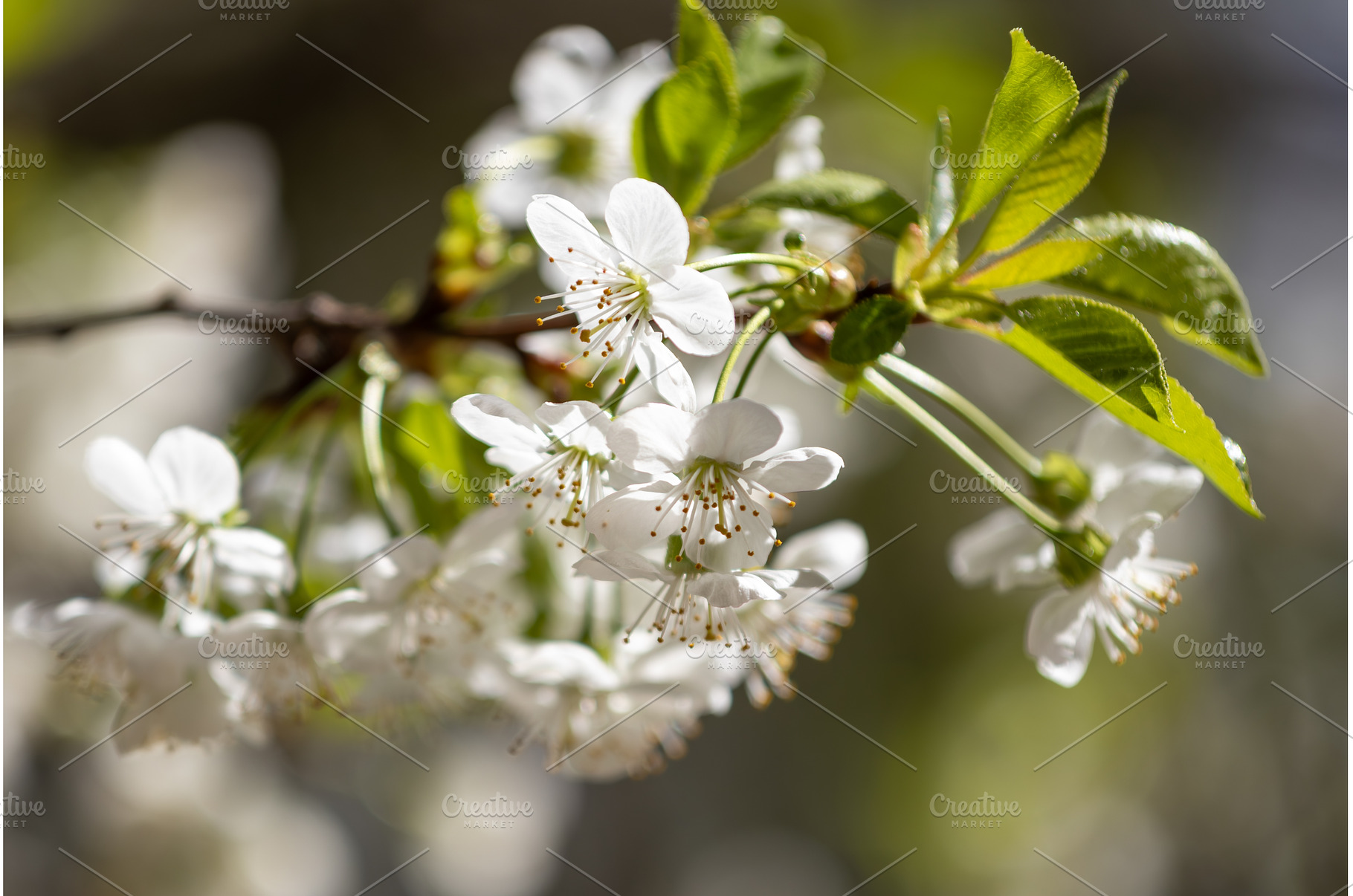 Blooming White Cherry Tree Branches, a Nature Photo by BeOGraphic
