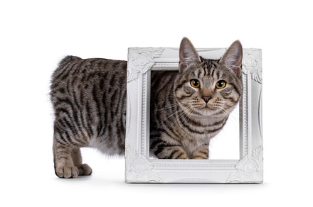 Kurilian Bobtail cat on white