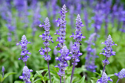 Lilac Flowers Containing Blossom Purple And Violet preview 5