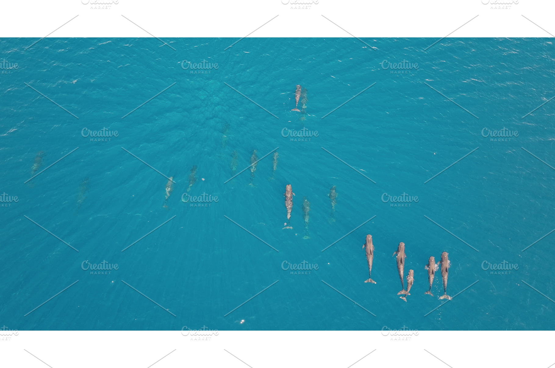 Dolphins swimming in formation in, an Animal Photo by Goinyk