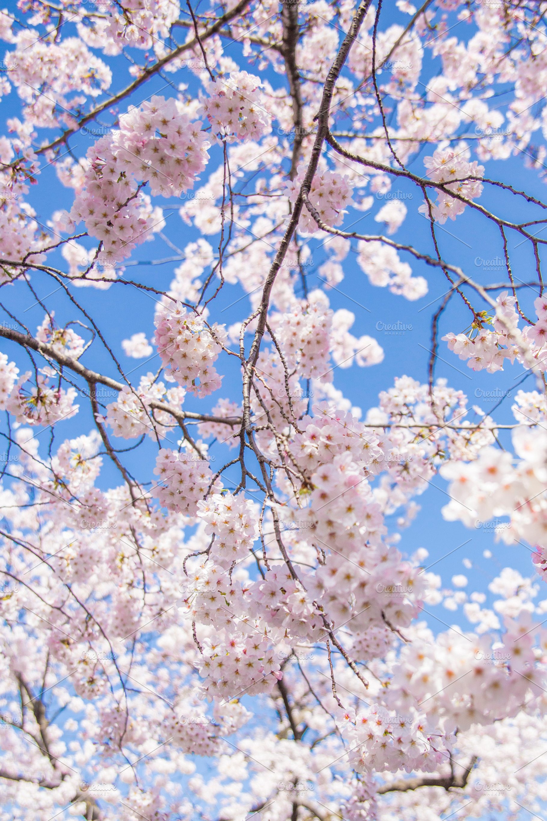 Sakura japanese cherry blossom containing sakura, sakura flower, and cherry, a Nature Photo by Studio W&W
