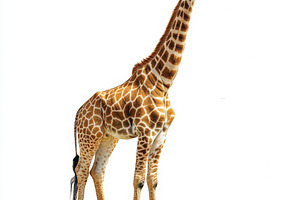 Giraffe standing tall against white, an Animal Photo by Pixeness Studio