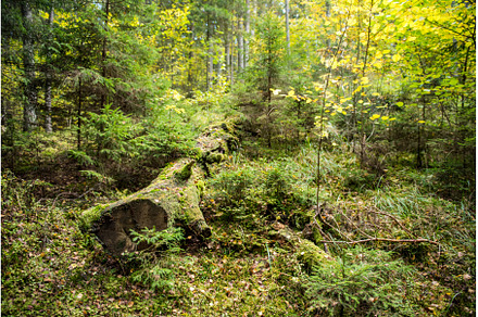 Autumn forest, wild dense pine, a Nature Photo by COLORFUL