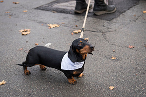 Dachshund featuring dogs, dog, and dachshund