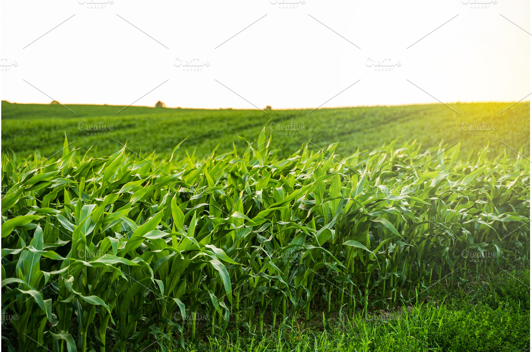 Sunset light over edge of cornfield, a Nature Photo by volodymyrshtun13795