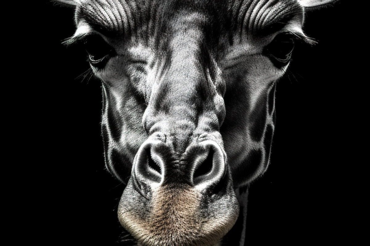 230+ Black & white animals Bundle, an Animal Photo by Virgo Studio (Photo 2 of 6)
