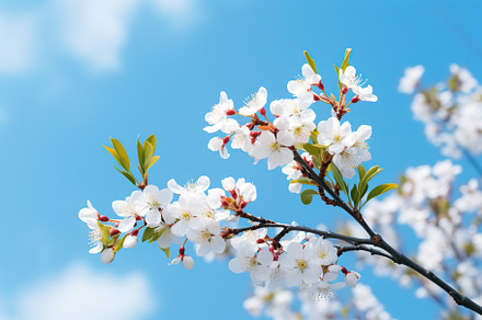 Beautiful blossom branch and blue sky, a Nature Photo by AlyaAnd