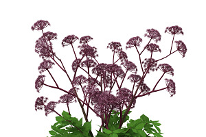 Angelica Gigas