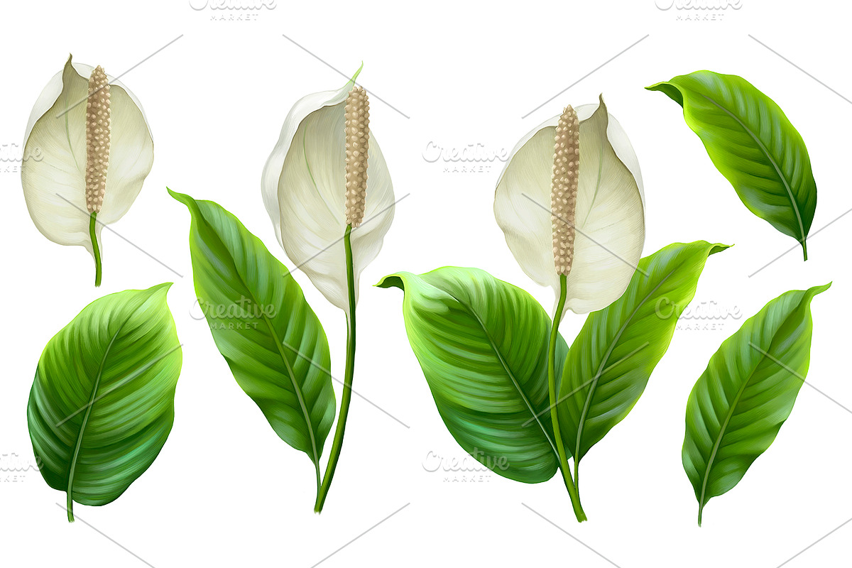 Anthurium flowers, a Pattern Graphic by Sundra (Photo 15 of 15)