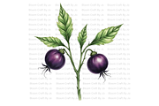 Deadly Nightshade Studies, a Decorative Illustration by Bloom Craft Creations (Thumbnail 1 of 12)