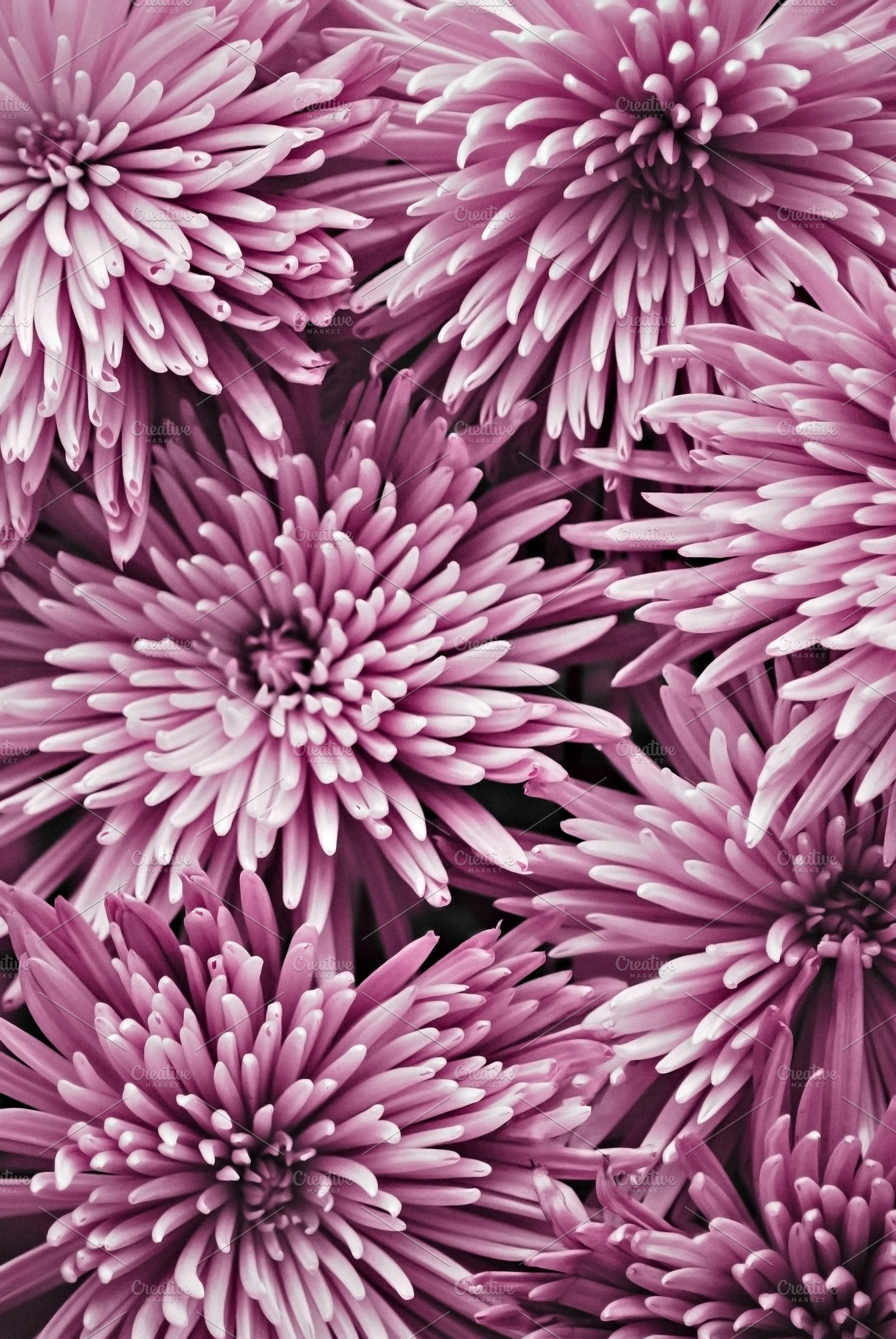 Spider Mum Blooms Photo, a Nature Photo by Alicia Youngken Photo's