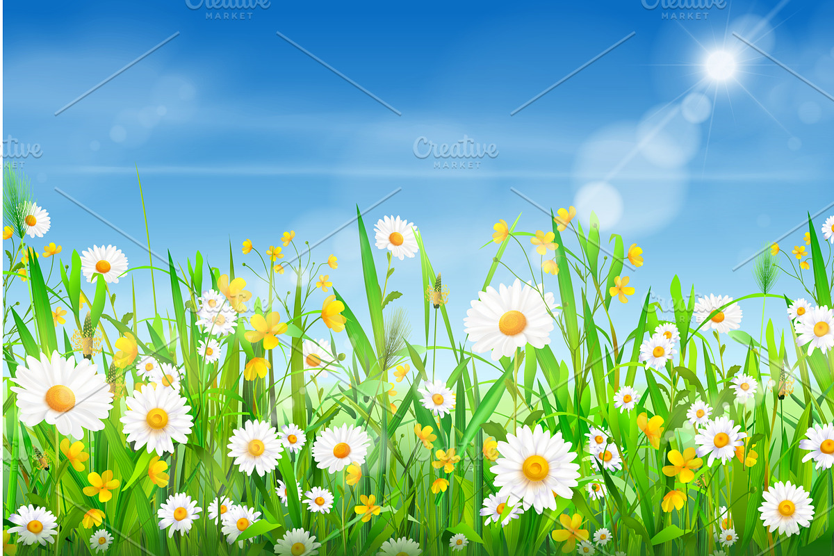 Realistic chamomile field. Spring, an Illustration by Stock-Smart-Start