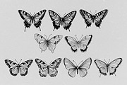 Hand Drawn Butterfly Vector, an Animal Illustration by Alternate Studio (Thumbnail 4 of 5)