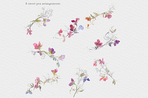 Watercolor Sweet Pea Clipart Set