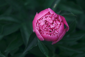 Peony flower stock photo containing nature and beautiful