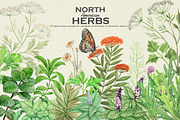 North American Herbs, a Food Illustration by Graphobia (Thumbnail 1 of 21)