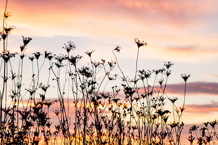 Silhouette of plants  at dusk stock photo containing outdoor and agriculture, a Nature Photo by oksix