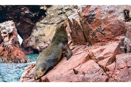 Sea lions resting on the stones in, an Animal Photo by Leonid Andronov