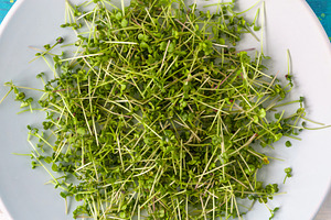 Fresh green microgreen plant sprouts close up, top view, macro shot. Healthy ec, a Food & Drink Photo by Eugene_Photo