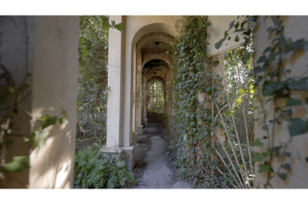 Overgrown corridor of abandoned, an Architecture Photo by Media Whale Stock